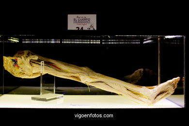 ÉRASE UNA VEGADA LA VIDA. L'EXPOSICIÓ. ANATOMIA I COSSOS HUMANS. ESTACIÓ MARÍTIMA DE VIGO. 2009