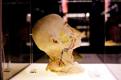 PLASTINATION EXHIBITION. ANATOMY