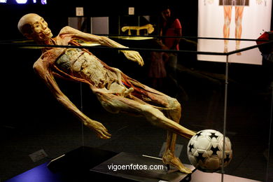 ANATOMÍA Y CUERPOS HUMANOS. PLASTINACIÓN: ÉRASE UNA VEZ LA VIDA. LA EXPOSICIÓN VIGO. 2009