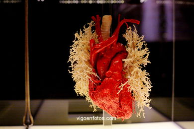 PLASTINATION EXHIBITION. ANATOMY