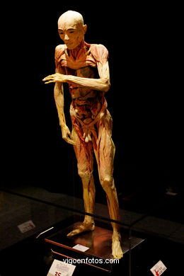 PLASTINATION EXHIBITION. ANATOMY