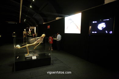 ANATOMÍA Y CUERPOS HUMANOS. PLASTINACIÓN: ÉRASE UNA VEZ LA VIDA. LA EXPOSICIÓN VIGO. 2009