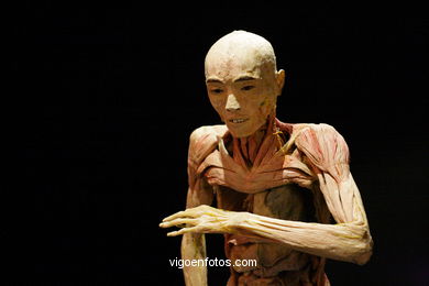 PLASTINATION EXHIBITION. ANATOMY