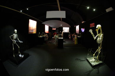 ANATOMÍA Y CUERPOS HUMANOS. PLASTINACIÓN: ÉRASE UNA VEZ LA VIDA. LA EXPOSICIÓN VIGO. 2009