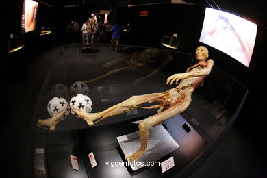 ANATOMÍA Y CUERPOS HUMANOS. PLASTINACIÓN: ÉRASE UNA VEZ LA VIDA. LA EXPOSICIÓN VIGO. 2009