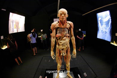 ANATOMÍA Y CUERPOS HUMANOS. PLASTINACIÓN: ÉRASE UNA VEZ LA VIDA. LA EXPOSICIÓN VIGO. 2009