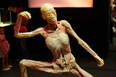 PLASTINATION EXHIBITION. ANATOMY