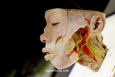 ÉRASE UNA VEGADA LA VIDA. L'EXPOSICIÓ. ANATOMIA I COSSOS HUMANS. ESTACIÓ MARÍTIMA DE VIGO. 2009