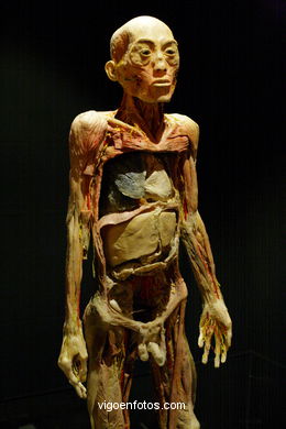 PLASTINATION EXHIBITION. ANATOMY