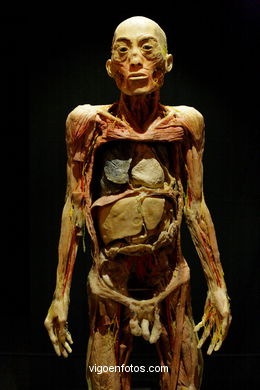 PLASTINATION EXHIBITION. ANATOMY