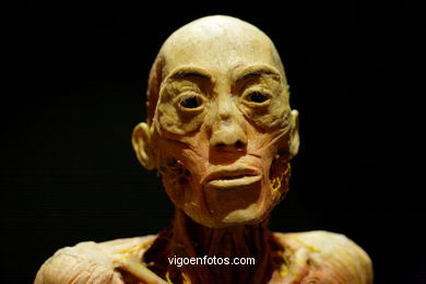 ANATOMÍA Y CUERPOS HUMANOS. PLASTINACIÓN: ÉRASE UNA VEZ LA VIDA. LA EXPOSICIÓN VIGO. 2009