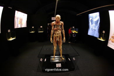 ANATOMÍA Y CUERPOS HUMANOS. PLASTINACIÓN: ÉRASE UNA VEZ LA VIDA. LA EXPOSICIÓN VIGO. 2009