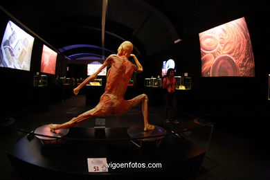 PLASTINATION EXHIBITION. ANATOMY