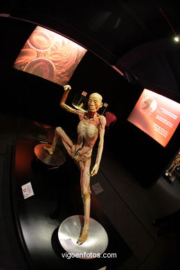 ANATOMÍA Y CUERPOS HUMANOS. PLASTINACIÓN: ÉRASE UNA VEZ LA VIDA. LA EXPOSICIÓN VIGO. 2009