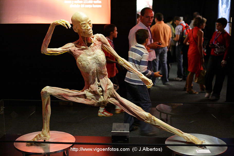 PHOTOS OF PLASTINATION EXHIBITION. ANATOMY - VIGO BAY. GALICIA. VISIT