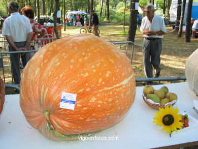 FESTA DO PÃO DE MILLO EM CABRAL - COTOGRANDE - 2004