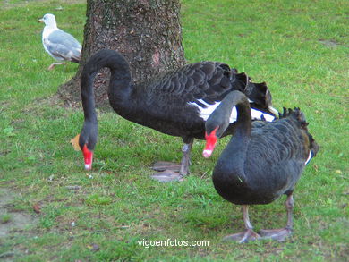 ARTIFICAL LAKE OF CASTRELOS PARK