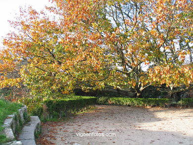 BOSQUE Y JARDINES DEL PARQUE DEL CASTRO