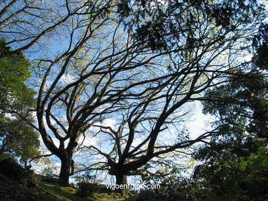 BOSQUE Y JARDINES DEL PARQUE DEL CASTRO