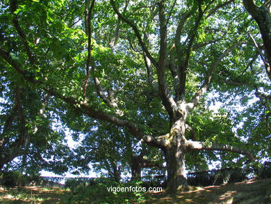 BOSQUE E JARDINS DO PARQUE DO CASTRO