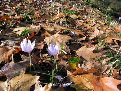 BOSQUE E JARDINS DO PARQUE DO CASTRO