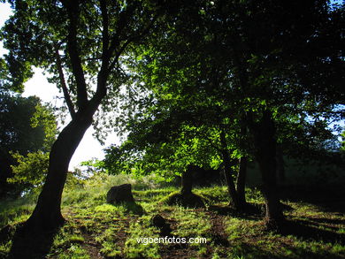 GARDEN OF THE GUÍA