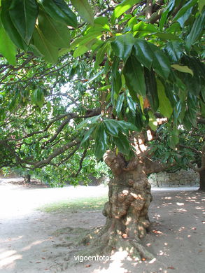 ENGLISH GARDEN - QUIÑONES DE LEON