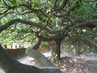 ENGLISH GARDEN - QUIÑONES DE LEON