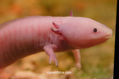 AXOLOTE OU AXOLOTLE. ESPÉCIE DE SALAMANDRA