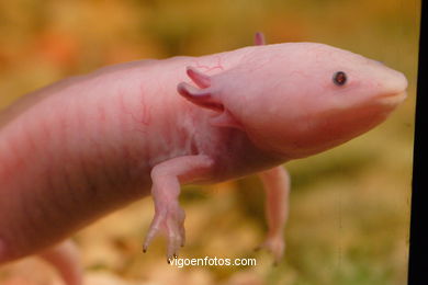 AXOLOTE OU AXOLOTLE. ESPÉCIE DE SALAMANDRA