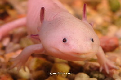 AXOLOTL. SALAMANDER SPECIES