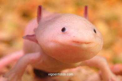 AXOLOTE OU AXOLOTLE. ESPÉCIE DE SALAMANDRA