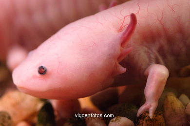 AXOLOTE OU AXOLOTLE. ESPÉCIE DE SALAMANDRA