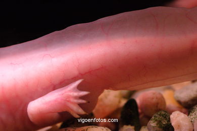 AXOLOTE OU AXOLOTLE. ESPÉCIE DE SALAMANDRA