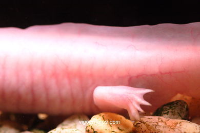 AXOLOTE OU AXOLOTLE. ESPÉCIE DE SALAMANDRA