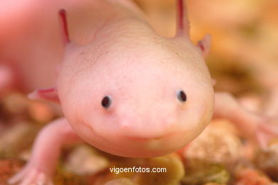 AXOLOTE OU AXOLOTLE. ESPÉCIE DE SALAMANDRA