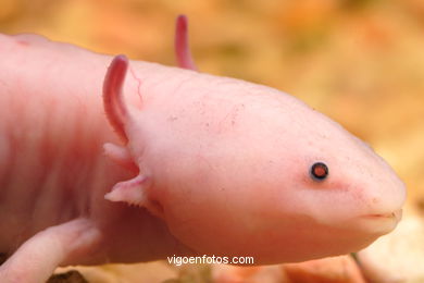 AXOLOTE OU AXOLOTLE. ESPÉCIE DE SALAMANDRA