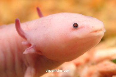 AXOLOTE OU AXOLOTLE. ESPÉCIE DE SALAMANDRA