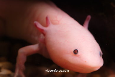 AXOLOTE OU AXOLOTLE. ESPÉCIE DE SALAMANDRA