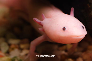 AXOLOTL. SALAMANDER SPECIES