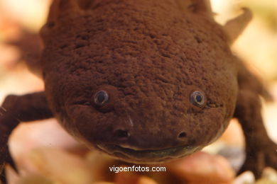 AXOLOTE OU AXOLOTLE. ESPÉCIE DE SALAMANDRA