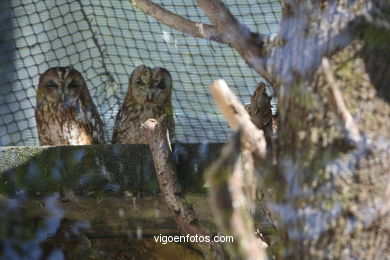 Aves Rapaces o aves de presa