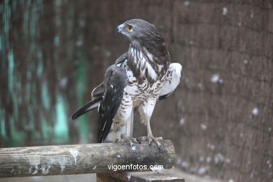 Aves Rapaces o aves de presa