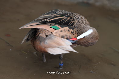 AVES ACUÁTICAS