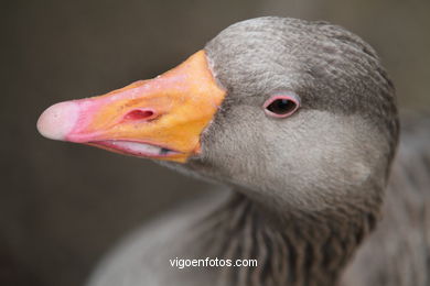 AVES AQUÁTICAS