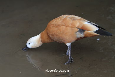 AVES ACUÁTICAS