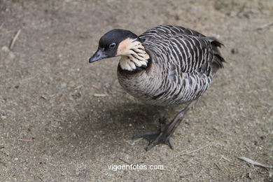 AVES ACUÁTICAS