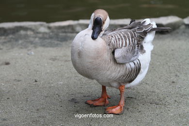 AVES AQUÁTICAS