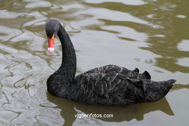 AVES AQUÁTICAS