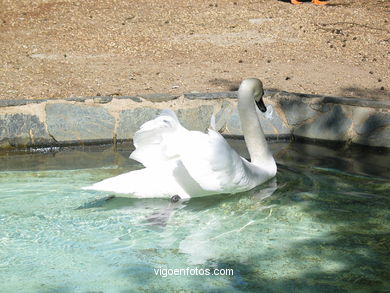 AVES AQUÁTICAS